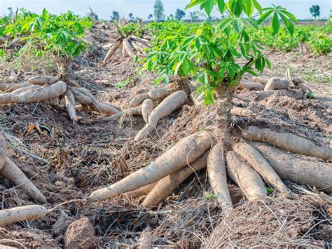 cassava roots